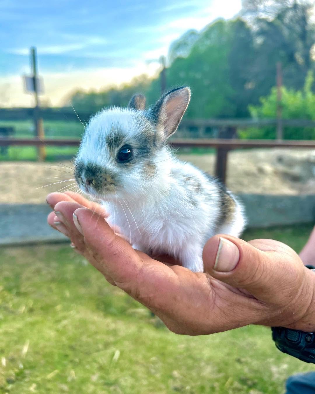 Pastvina — Jedlý park a Minizoo